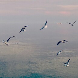 Möwen an der Ostsee