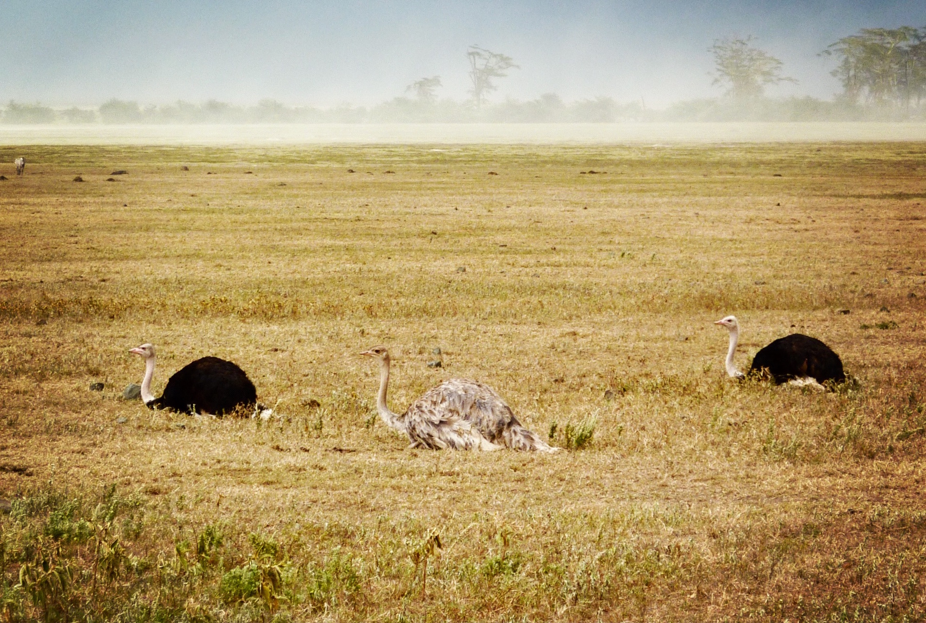 Tansania Safari Strauss Cornelia Jeske